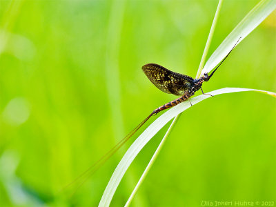 3/7 Mayfly from todays camera walk