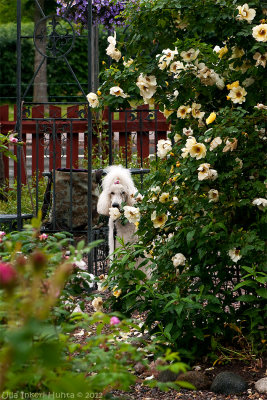 8/7 Watchdog in the roses