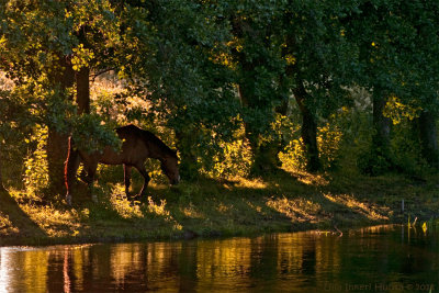 18/7 Evening walk along the stream