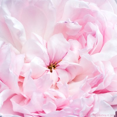 Eglantyne rose close-up