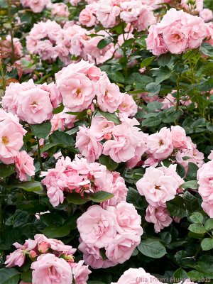 Astrid Lindgren rose in full bloom
