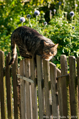 12/8 Suspicious cat