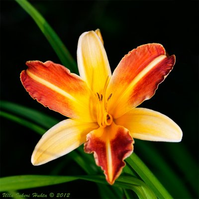 Flora 2012