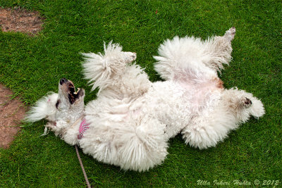 13/8 Silly old Bonnie