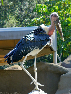 marabou stork 1020020.jpg