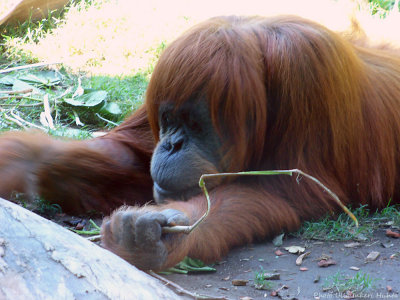 orangutang at san diego zoo P1020212.jpg