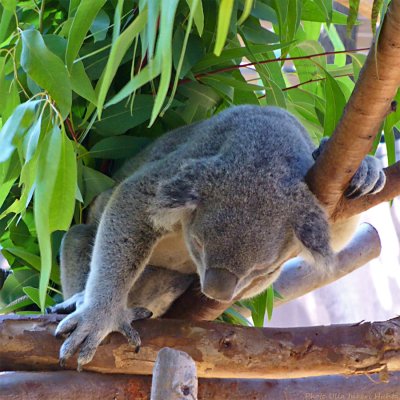 sleepy koala 1020251.jpg