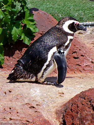 penguin sea world 1020407.jpg
