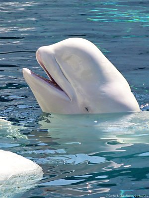 beluga whale 1020414.jpg