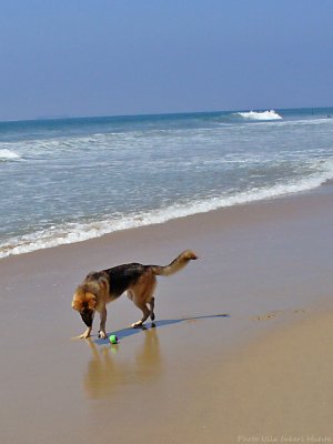huntington dog beach 1020444.jpg