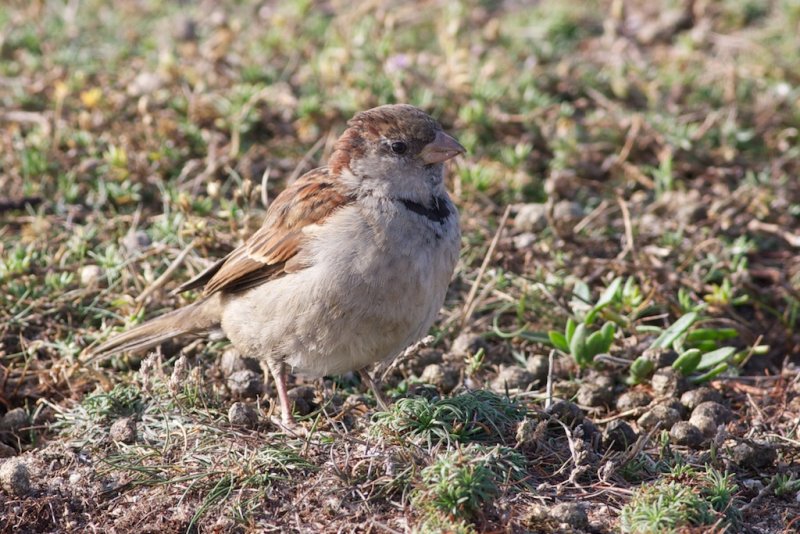 Moineau domestique