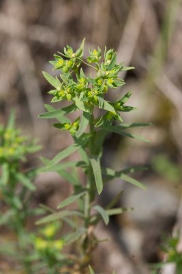 Euphorbia exigua