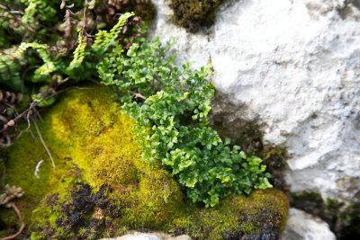 Asplenium ruta-muraria