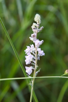 Linaria repens