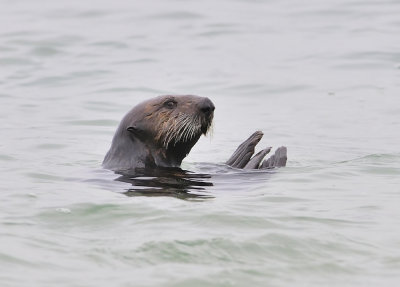 Californian sea otter