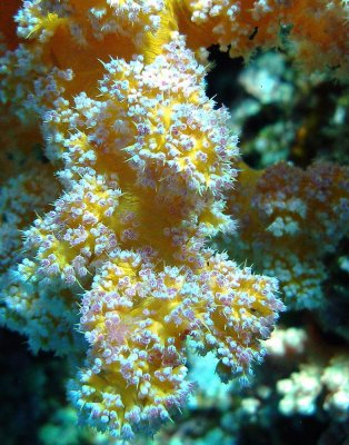 soft coral Shark Reef Red Sea