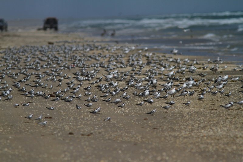 IMG_1295 black terns.jpg