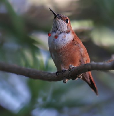 IMG_0030.jpg rufous 