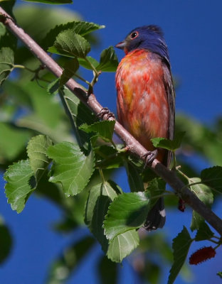 IMG_4840 painted bunting.jpg