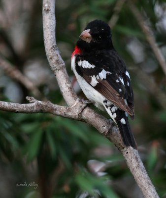 IMG_5120 rose breasted grosbeak.jpg