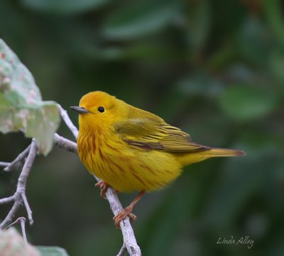 IMG_5152 yellow warbler.jpg