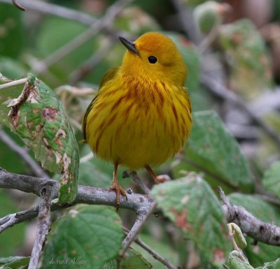 IMG_5155 yellow warbler.jpg