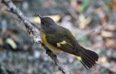 IMG_5224 american redstart.jpg