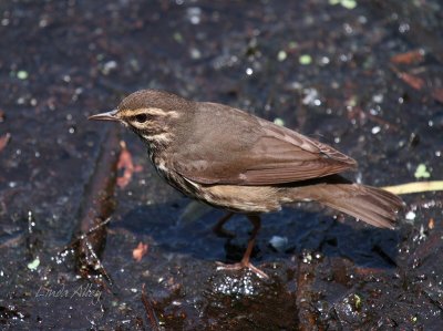 IMG_5231 waterthrush.jpg