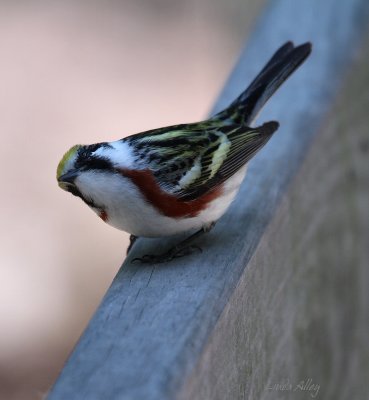 IMG_5295 chestnut sided warbler.jpg