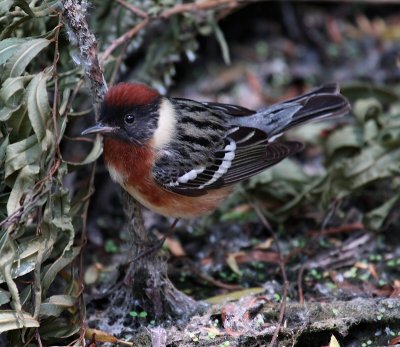 IMG_5354  bay breasted warbler.jpg