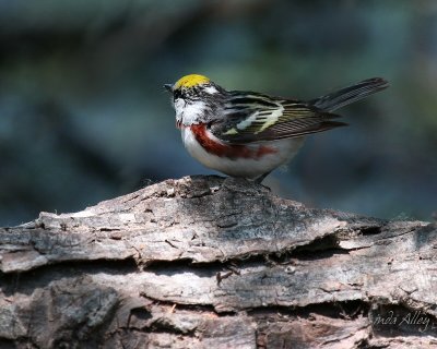 IMG_5372 chestnut sided warbler.jpg