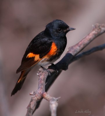 IMG_5542  american redstart.jpg