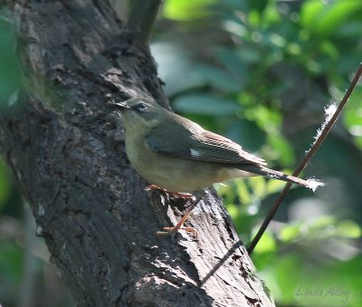 IMG_5560 black throated blue female.jpg