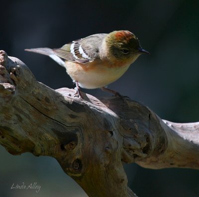 IMG_5587 bay breasted warbler.jpg