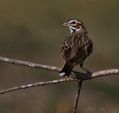 IMG_8237 lark sparrow.jpg