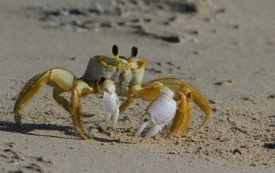 IMG_1220 ghost crab.jpg