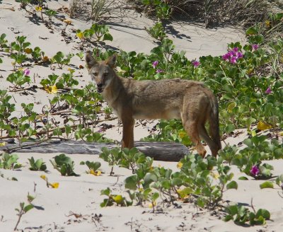 IMG_1221 coyote.jpg