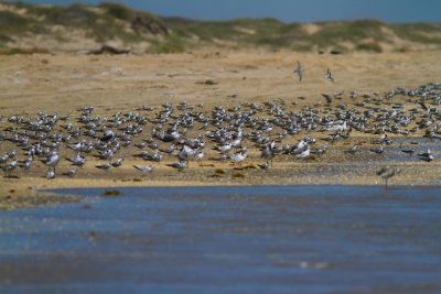 IMG_1319 black terns.jpg