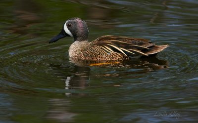 IMG_0741 blue winged teal male.jpg