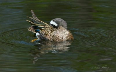 IMG_0742 blue winged teal male.jpg