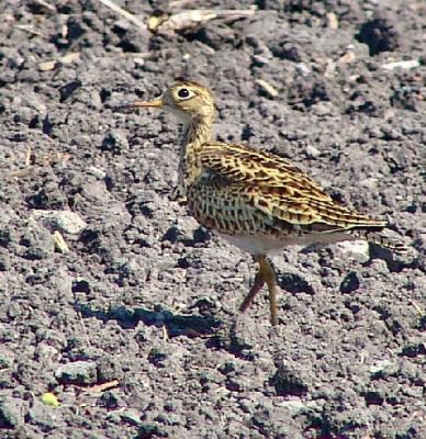 upland sandpiper