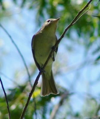 warbling vireo