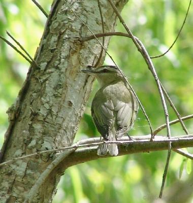 red-eyed vireo