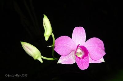 orchid