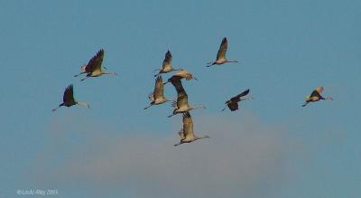 sandhill cranes