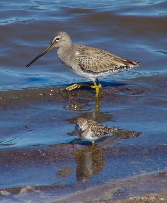 dowtitcher and least sandpiper