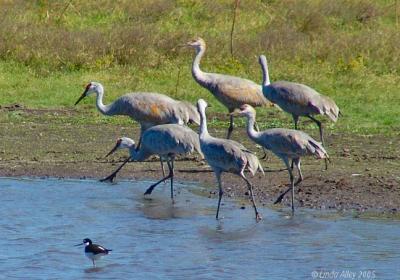 sandhill cranes