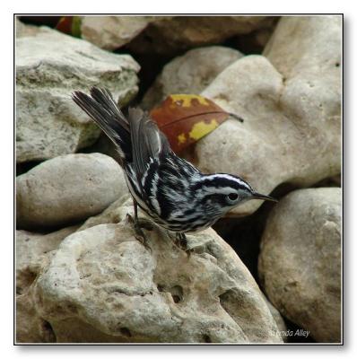 black and white warbler