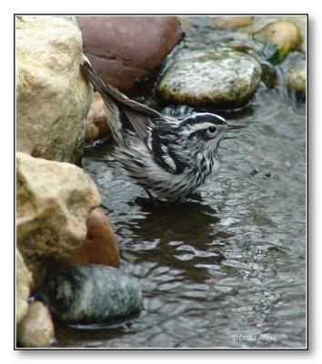 black and white warbler