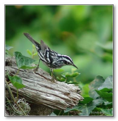 black and white warbler